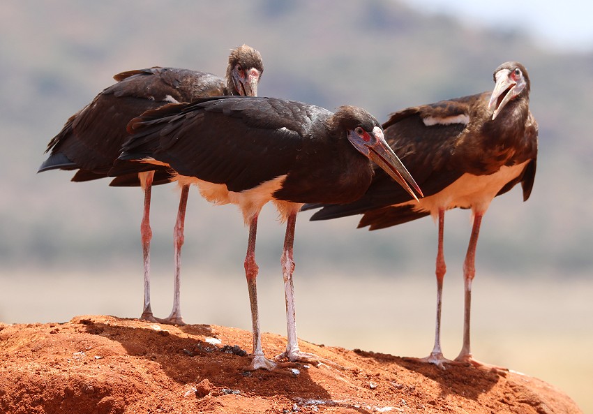 Pipeline Road - Tsavo Ost National Park