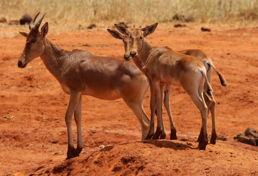 Pipeline Road - Tsavo Ost National Park