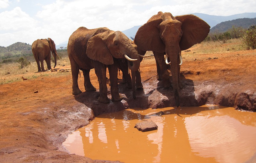 Pipeline Road - Tsavo Ost National Park