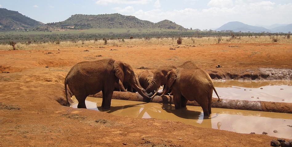 Pipeline Road - Tsavo Ost National Park