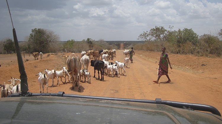 Bushpiste von Watamu bis zum Galana Crocodile Camp