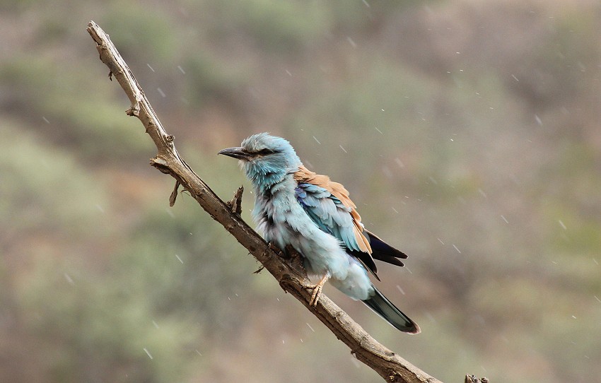 Blauracke im Regen