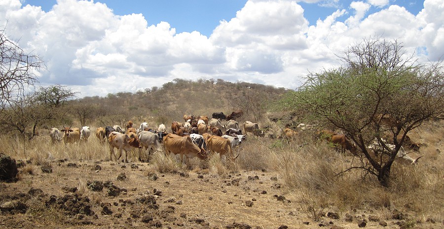 Rinder im Tsavo West National Park