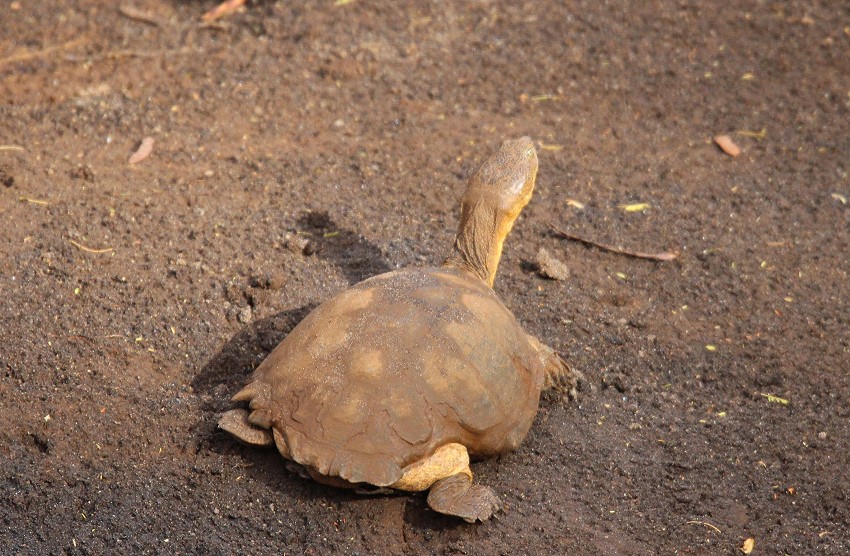 Gezackte Pelomedusen Schildkröte