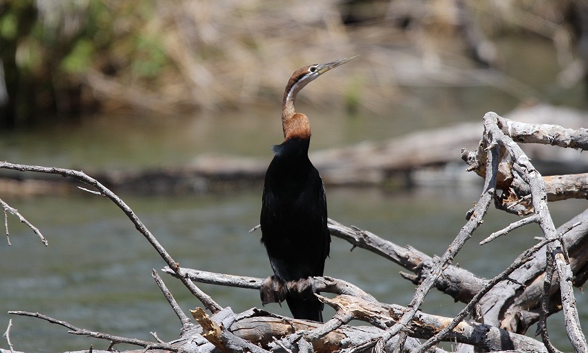 Schlangenhalsvogel