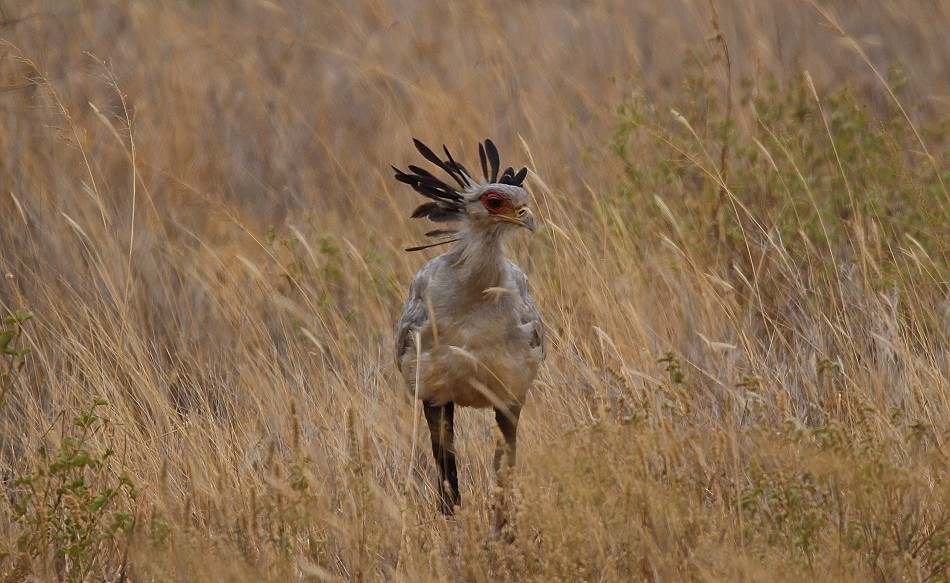 Sekretär Vogel