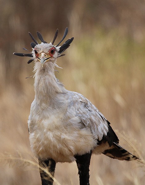 Sekretär Vogel