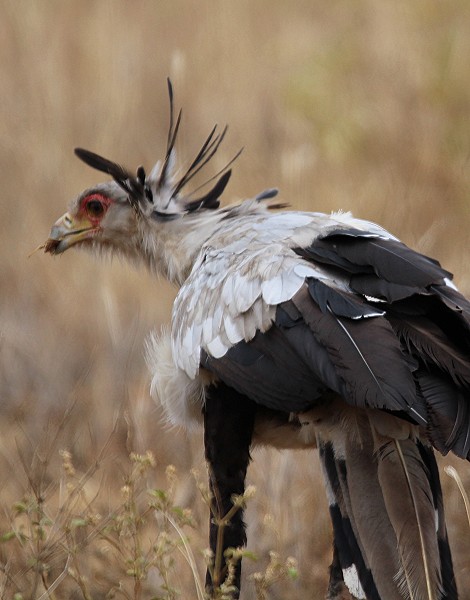 Sekretär Vogel