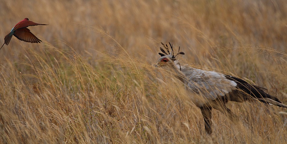 Sekretär Vogel