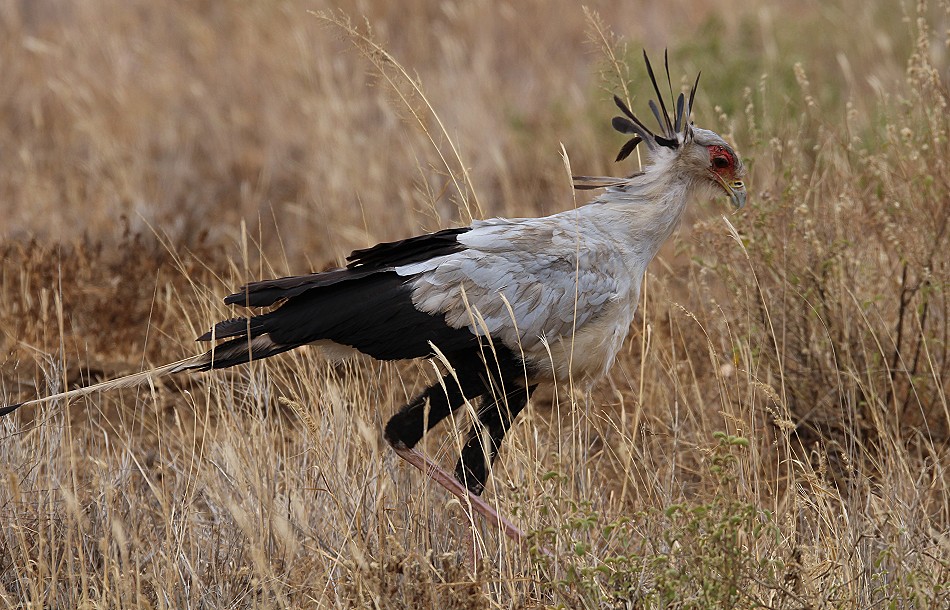 Sekretär Vogel