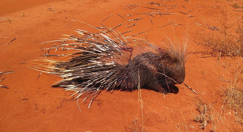 Afrikanisches Stachelschwein