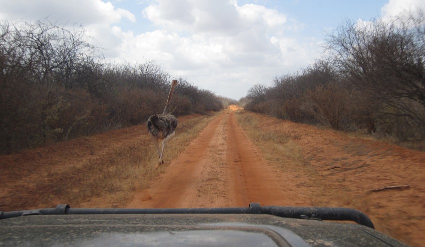 Road Runner, Strauß Tsavo