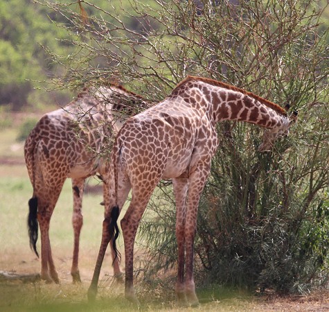 Sentrim Tsavo