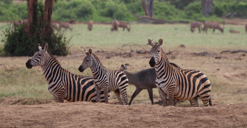 Sentrim Tsavo