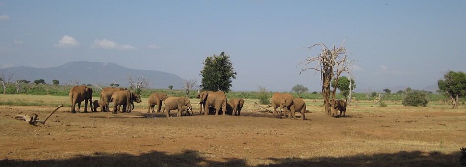 Sentrim Tsavo