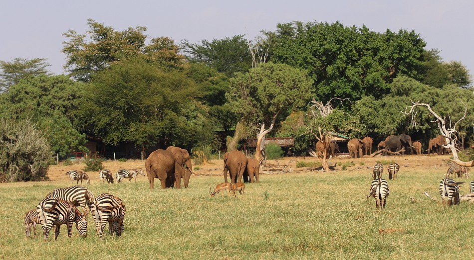 Sentrim Tsavo