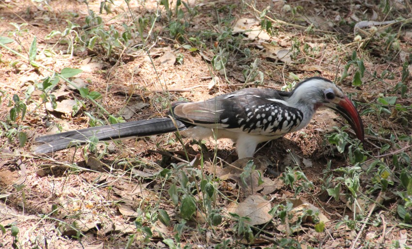 Sentrim Tsavo (ex Tarhi Camp)