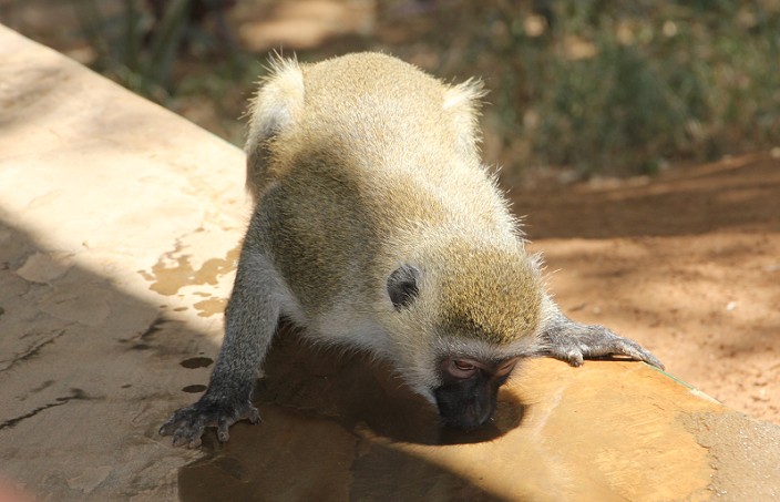 Sentrim Tsavo (ex Tarhi Camp)