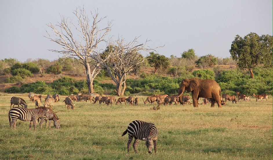 Sentrim Tsavo