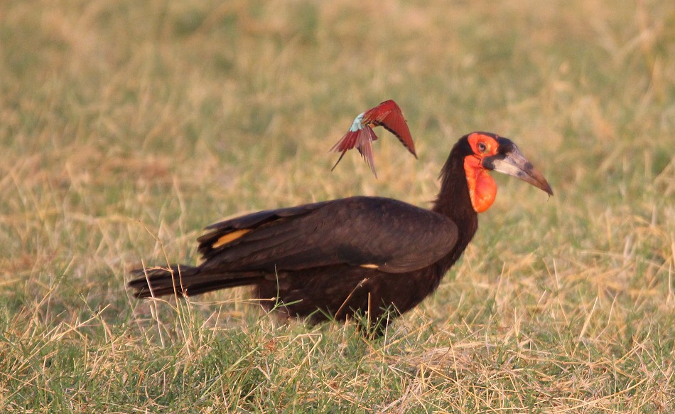 Sentrim Tsavo