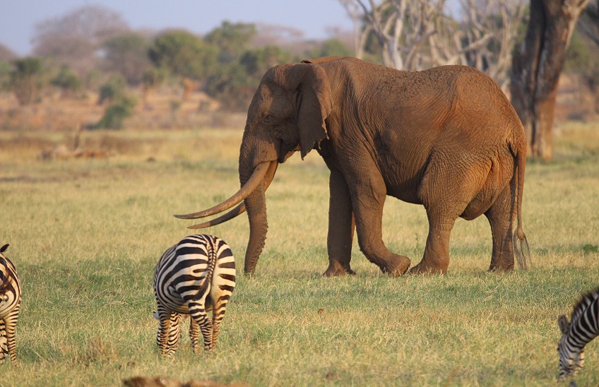 Sentrim Tsavo