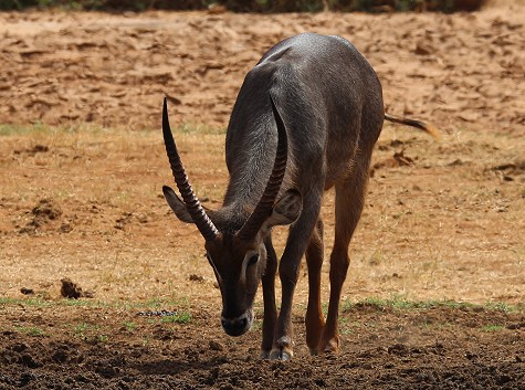 Sentrim Tsavo