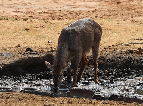 Sentrim Tsavo