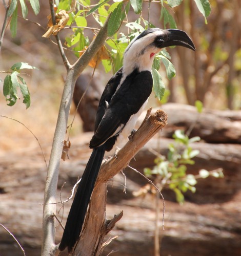 Van der Deckens Toko - Tsavo West