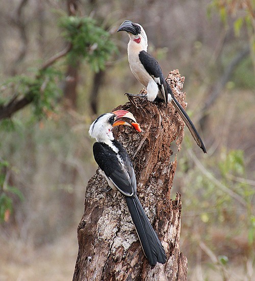 Van der Deckens Toko - Tsavo West