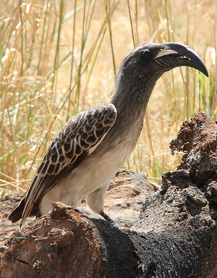 Grautoko - Tsavo West