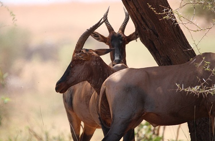 Aruba Wasserstelle - Tsavo Ost National Park