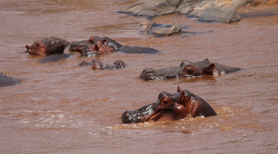 Flusspferde im Galana River