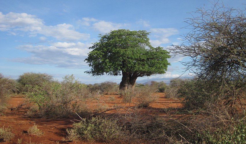 Tsavo