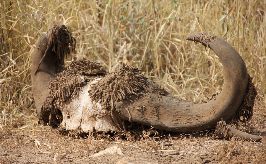 Tsavo West Kaffernbüffel