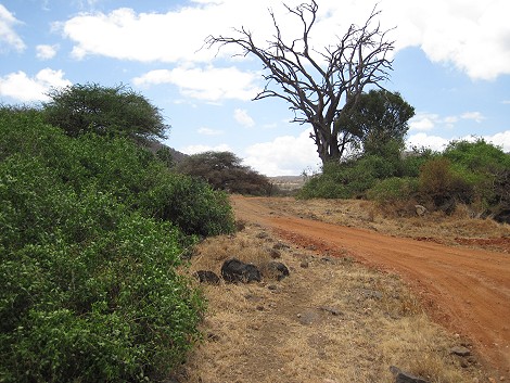 Tsavo West