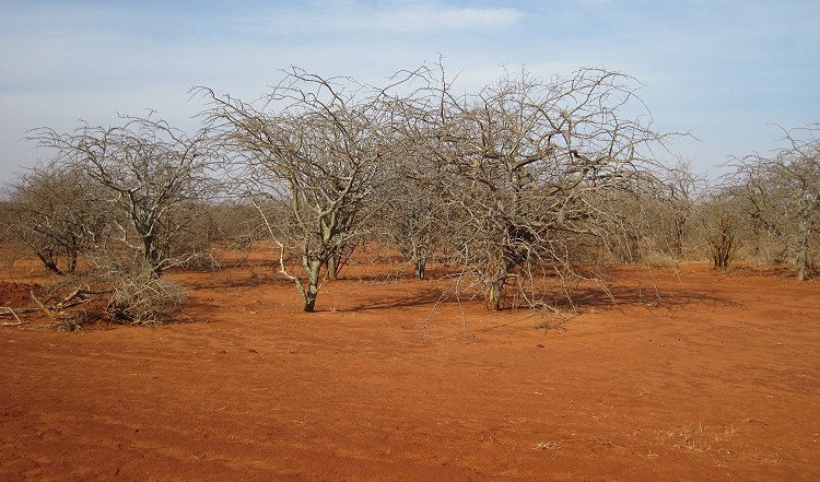 Tsavo West