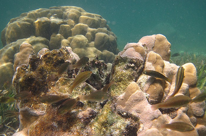 Vipingo Beach - Nordküste