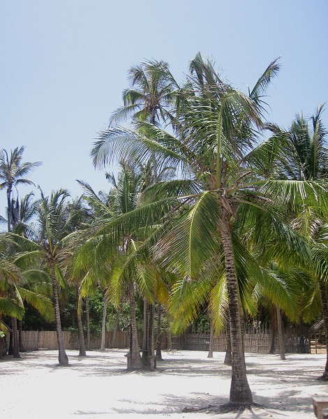 Vipingo Beach - Nordküste