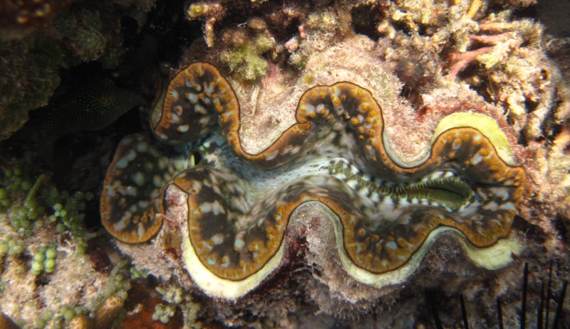 Vipingo Beach - Nordküste