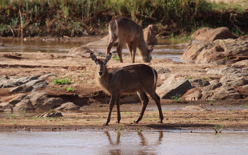 Wasserbock, Galana Crocodile Camp  - Tsavo Ost