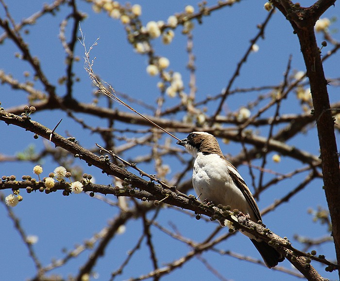 Augenbrauenwebervogel