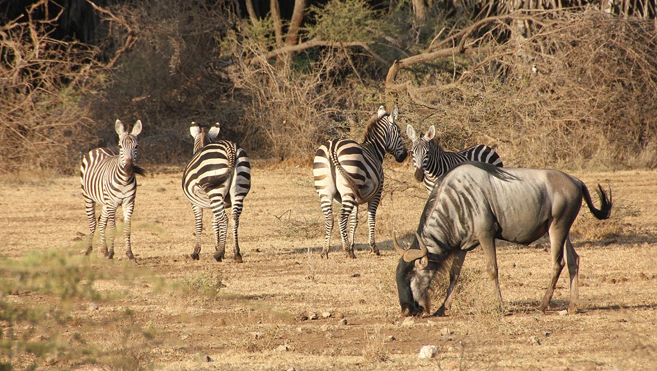 Zebras und Gnu, Tsavo West