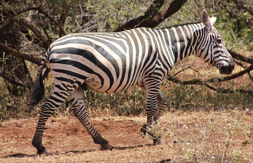 Mähnenloses Zebra, Tsavo West
