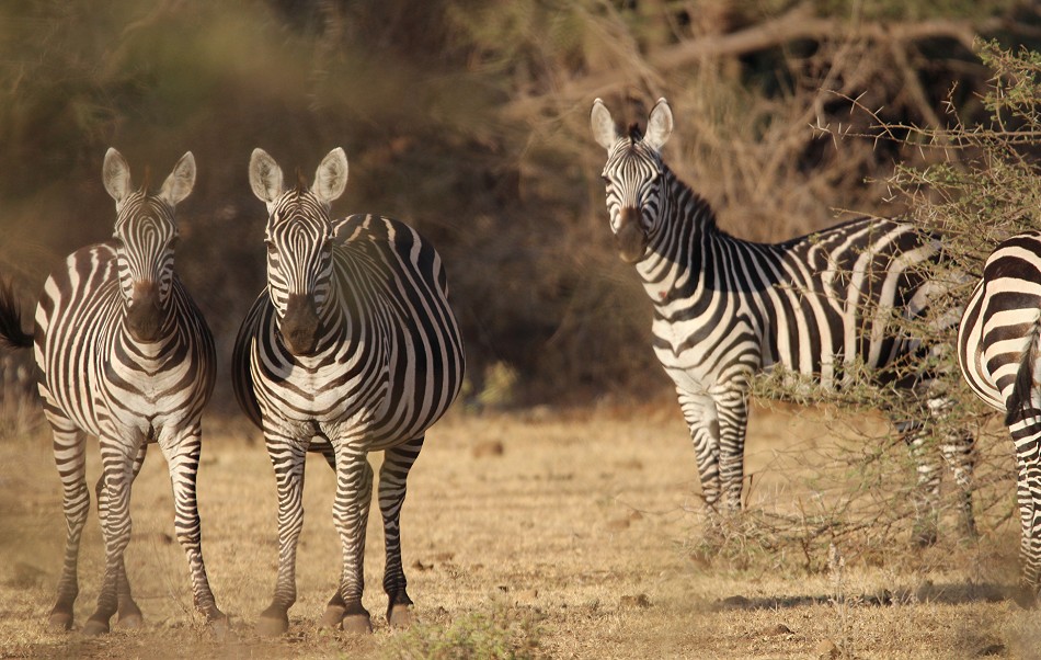 Zebra Tsavo West