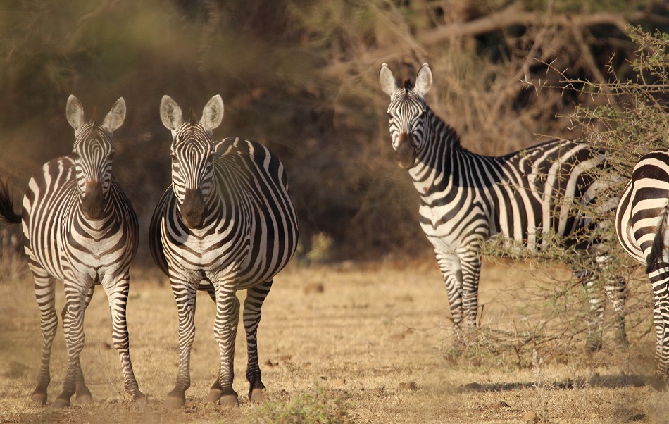 Zebra Tsavo West