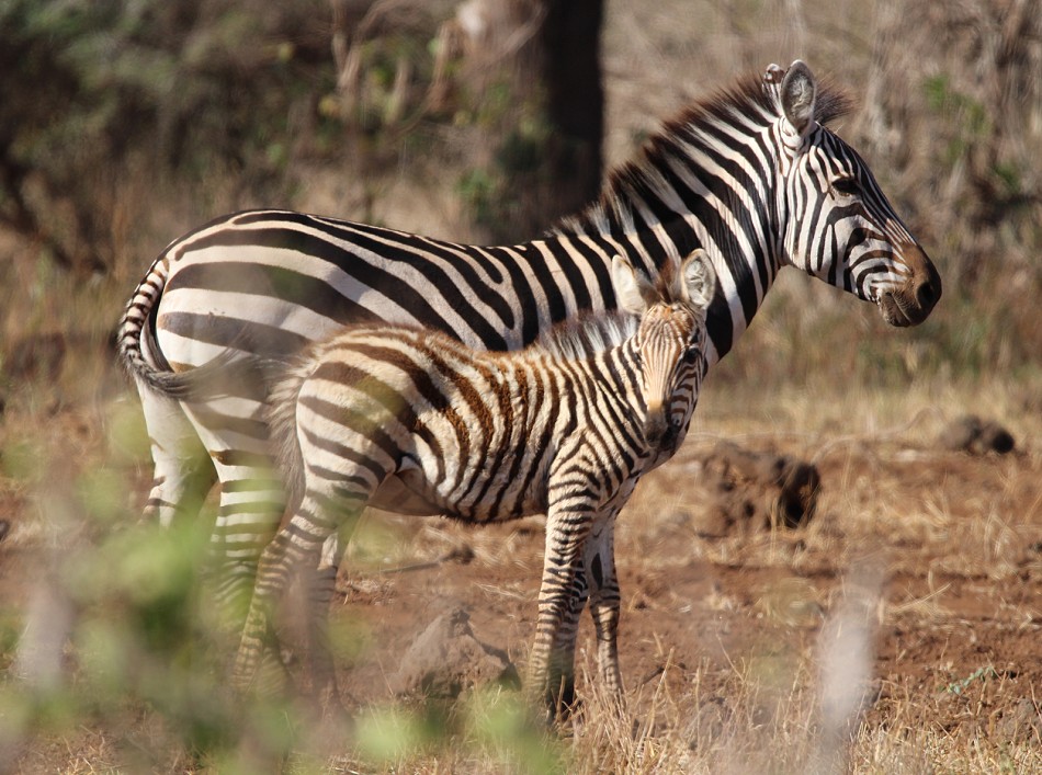 Zebra Tsavo West