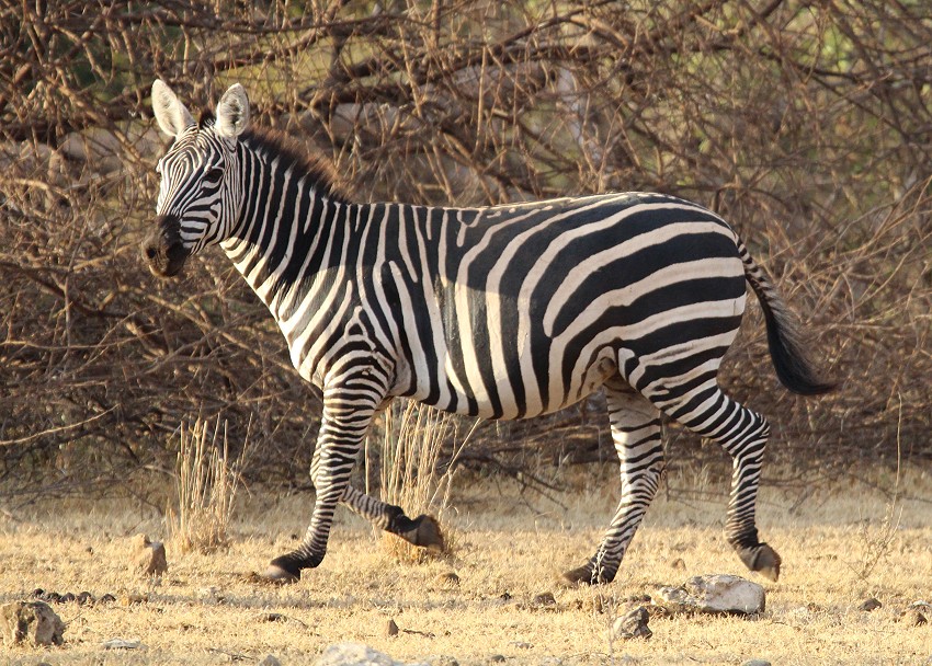 Zebra Tsavo West