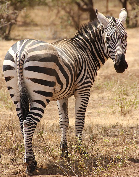 Steppenzebra