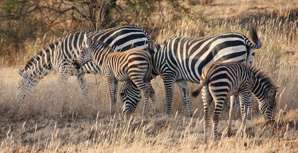 Steppenzebras