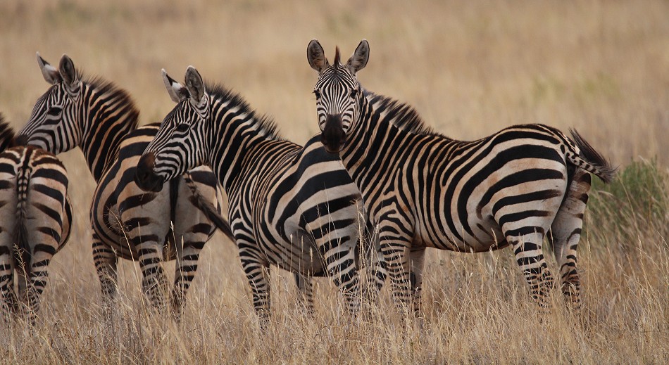 Steppenzebras